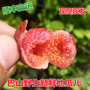 四川野外地瓜 新鲜野地公儿 现爬现发野地瓜泡地枇杷250g顺丰包邮