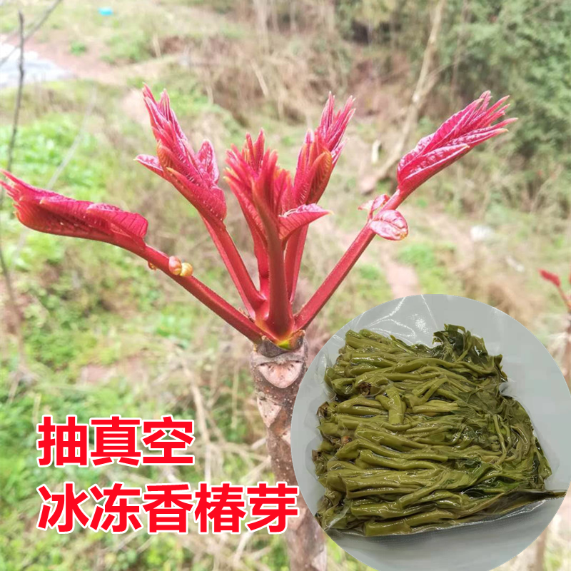 新鲜露天头茬野生红油香椿