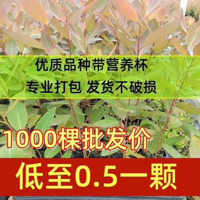 桉树苗速生长正宗桉树广29.28.27.26广1雷39多品种苗经济林造林苗