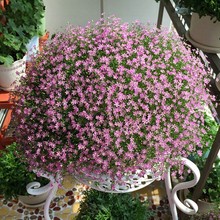 花草种子满天星种子花卉四季开花不断室内阳台盆栽绿植花卉花籽
