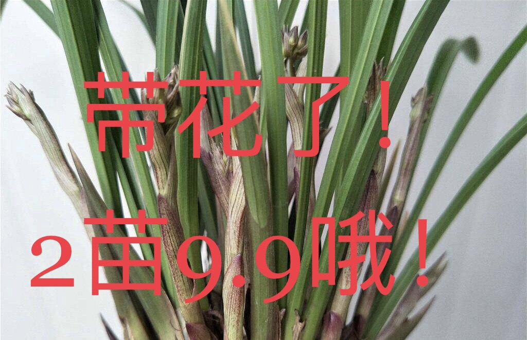 特价  黄金彩虹 建兰兰花四季浓农好养名贵盆栽 开花香夏带花苞