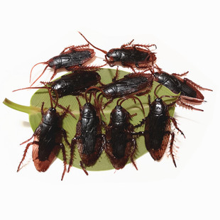 万圣节整人恶搞玩具蟑螂模型动物仿真小动物蟑螂小强整蛊玩具虫子