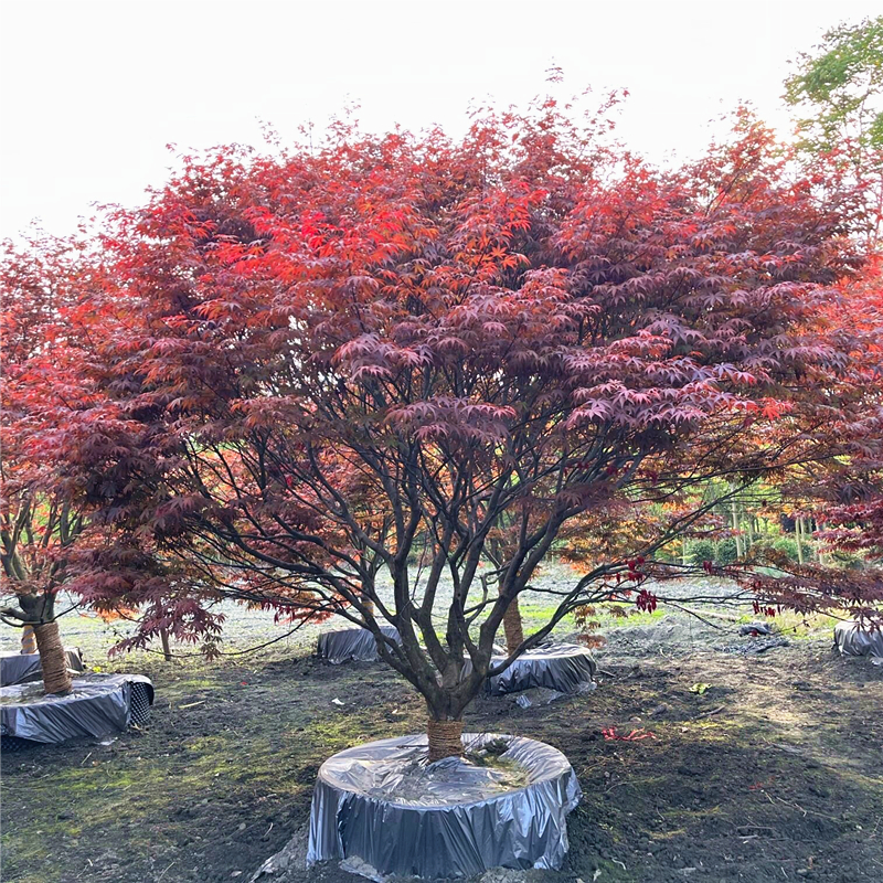 日本红枫树苗盆栽红舞姬小苗别墅庭院大型彩叶耐寒风景树中国红枫