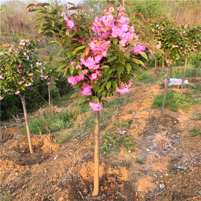 高杆樱花树苗别墅庭院盆栽耐寒大型绿化风景树嫁接日本晚樱花小苗