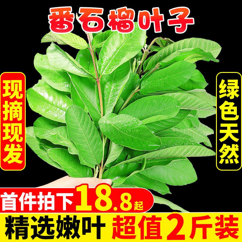 番石榴叶子2斤新鲜现摘红心番石榴叶芭乐叶茶番石榴果干片茶包邮 水产肉类/新鲜蔬果/熟食 芭乐 原图主图