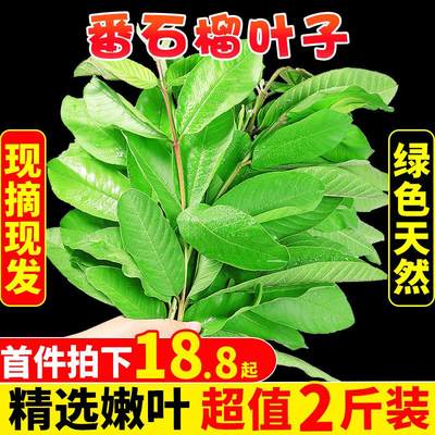 番石榴叶子2斤新鲜现摘红心番石榴叶芭乐叶茶番石榴果干片茶包邮