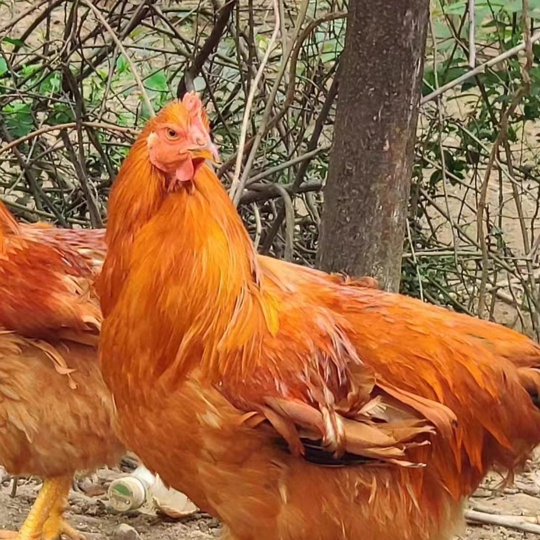 阳山鸡三黄鸡鸡项新年鸡拜年鸡靓鸡清远鸡小母鸡土鸡走地鸡