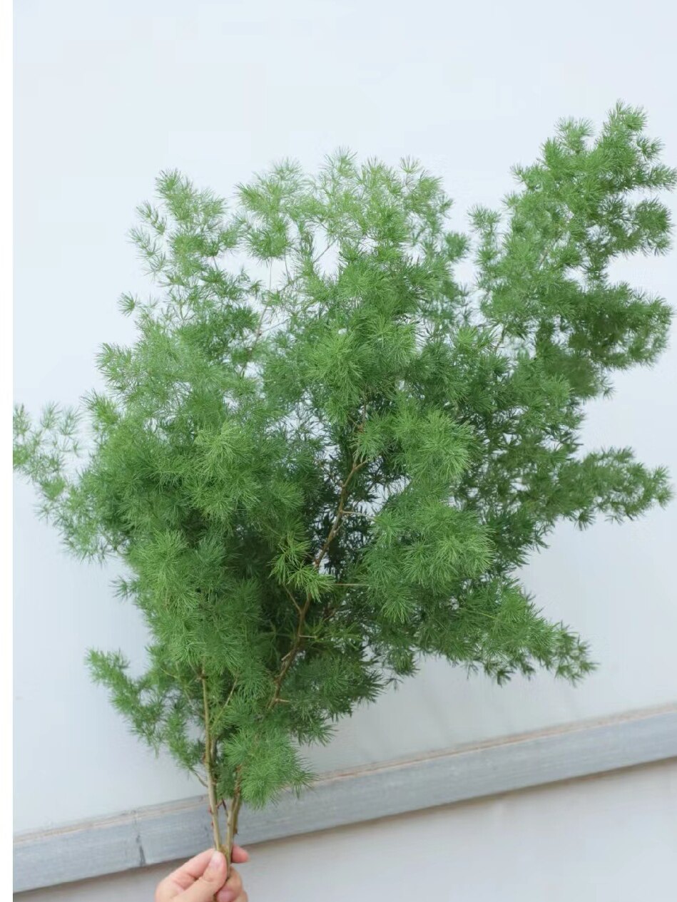 【顺丰包邮】蓬莱松鲜切花水培水养办公室展厅绿植配草