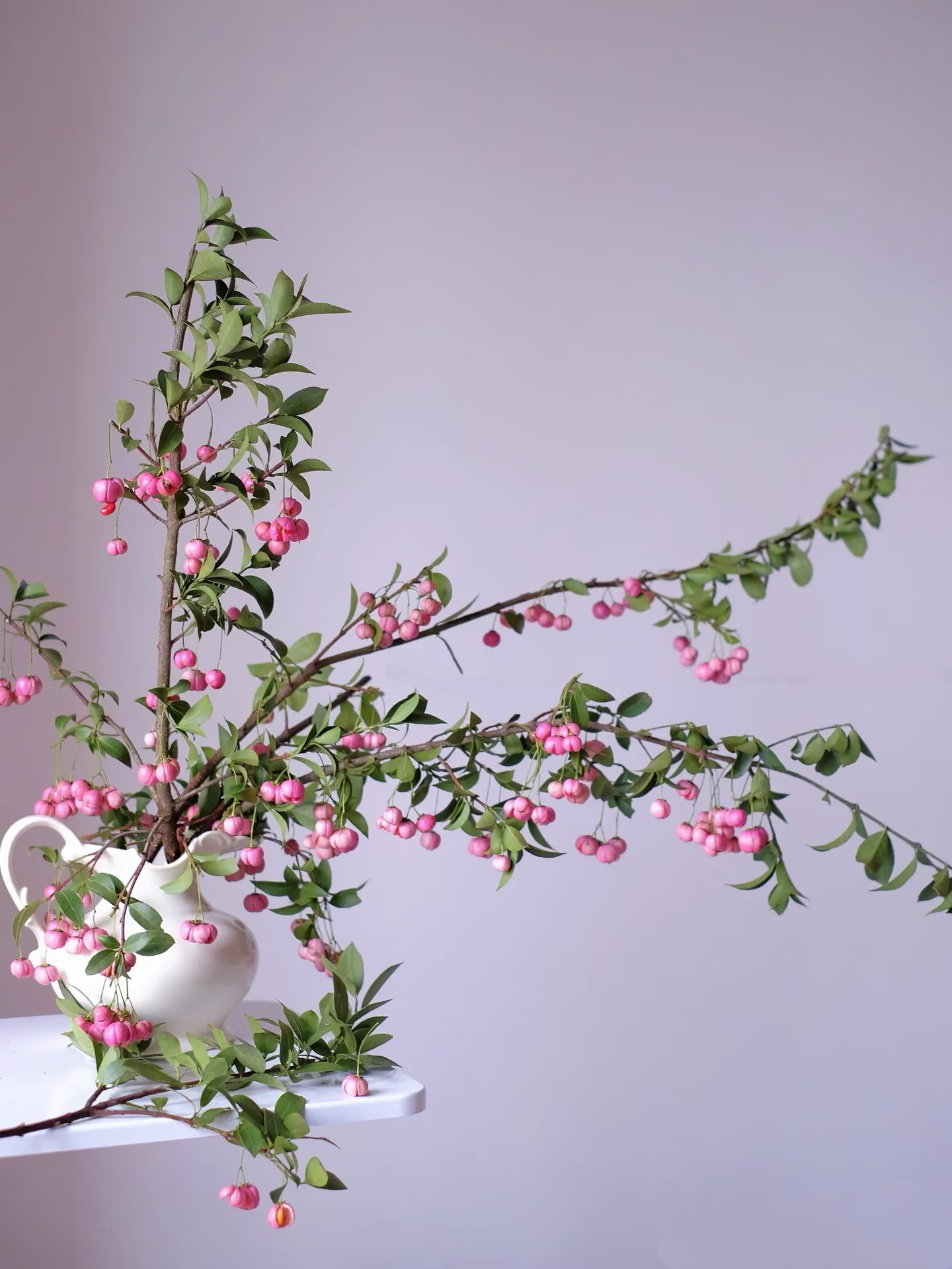 粉色灯笼果鲜切枝室内水培植物客厅插花花期长云南基地直发图片