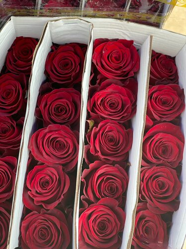 【顺丰包邮】A级高原红玫瑰传奇卡罗拉鲜切花节日礼物云南直发