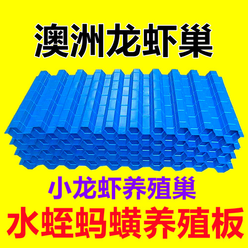 澳洲龙虾巢蚂蟥板龙虾槽虾屋