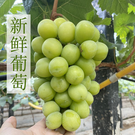 阳光玫瑰葡萄新鲜当季时令新鲜水果基地直发葡萄无籽新鲜