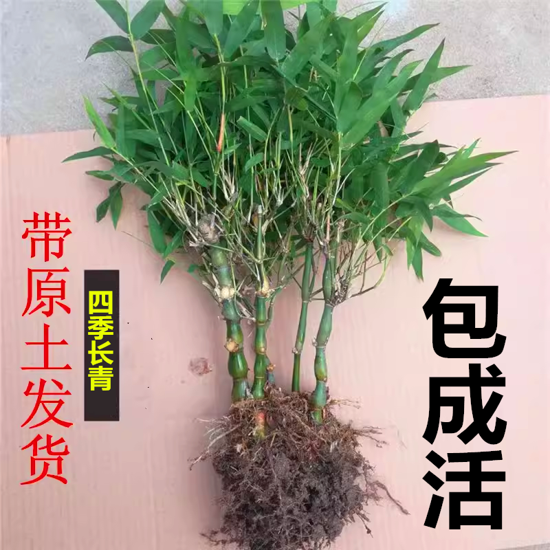 凤尾竹盆栽室内阳台盆景大佛肚竹观叶植物微型小米竹观赏小竹子苗