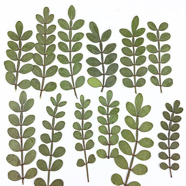 压花滴胶干花押花手机壳干花优惠