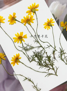 带枝金毛干花植物标本