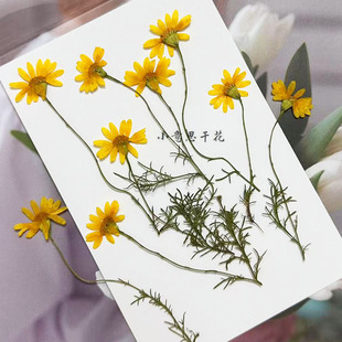 带枝金毛菊 干花压花diy滴胶手机壳植物标本幼儿树叶贴画押花材料