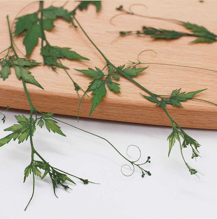 风船葛真叶子植物标本干花压花滴胶手机壳幼儿园手工卡片相框贴画