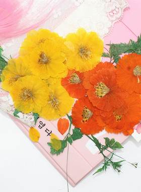 硫华菊波斯菊干花押花压花手工滴胶手机壳相框真花干花贴脸花瓣妆