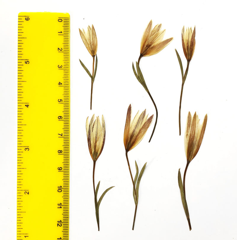 小百合老鸦瓣干花压花押瓣妆真树叶植物标本手工贴画滴胶书签材料 家居饰品 干花/花瓣/干花包/干树枝 原图主图