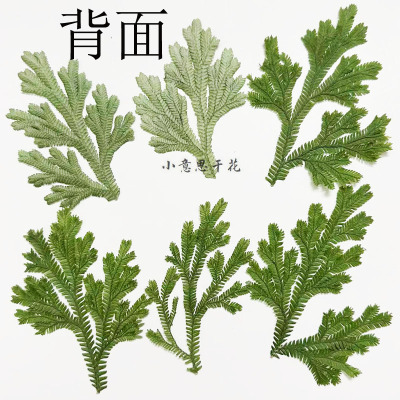 卷柏干花手机壳书签香薰蜡烛台灯