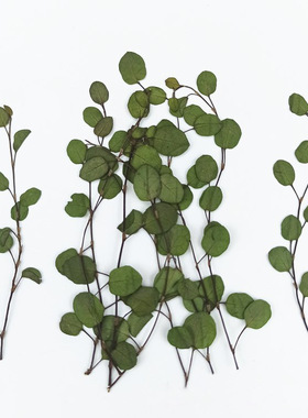 植物标本干花压花diy优惠