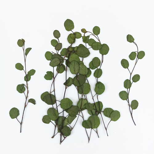 植物标本干花压花diy优惠