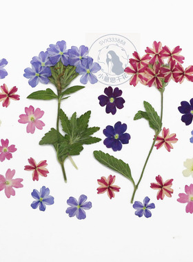 美女樱 植灯标本干花押花手工台灯滴胶手机壳diy材料美甲饰品压花