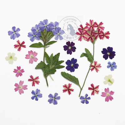 美女樱 植灯标本干花押花手工台灯滴胶手机壳diy材料美甲饰品压花