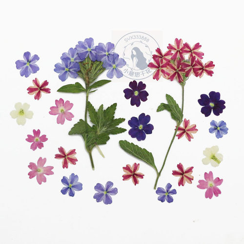 美女樱 植灯标本干花押花手工台灯滴胶手机壳diy材料美甲饰品压花