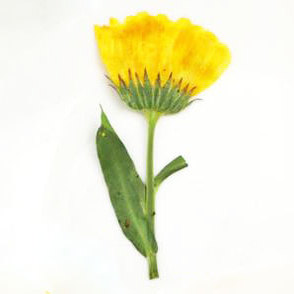 小意思干花压花滴胶干花押花