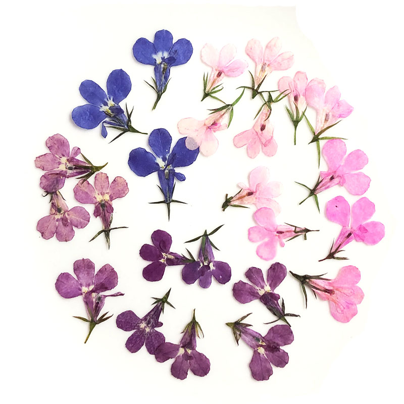六倍利花头干花Dried flowers押花DIY手工滴胶手机壳香薰蜡烛花材在类目 鲜花速递/花卉仿真/绿植园艺, 永生花/干花, 干花中 - 来自Buy2taobao.com提供专业的淘宝代购服务