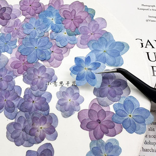 重瓣秋色绣球 植物标本压花手工贴脸妆滴胶手机壳材料干花押花画