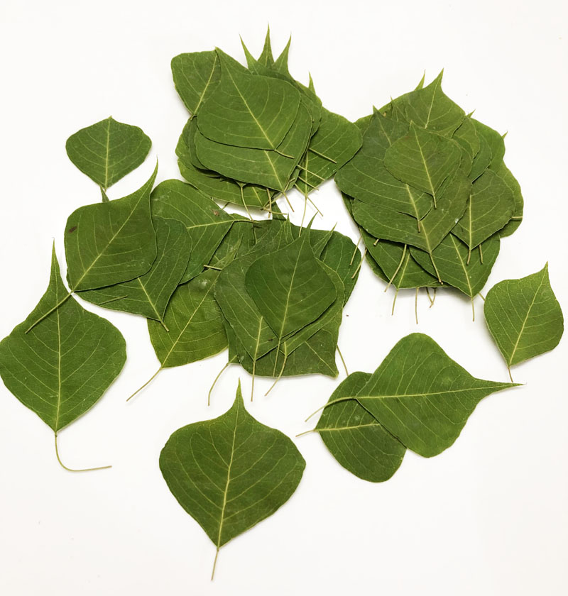 乌桕叶 干花 押花滴胶手机壳压花书签幼儿园手工植物标本树叶贴画