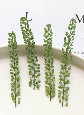 独行菜绿铃草押花植物树叶标本