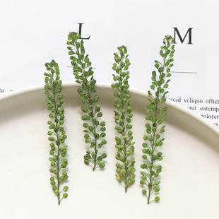 独行菜绿铃草植物标本干花压花书签花瓣妆台灯蜡烛绢扇押花画叶子
