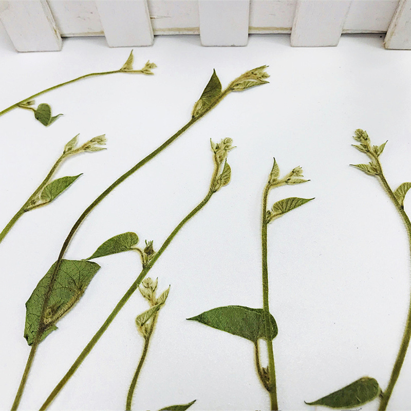 牵牛藤 干花贴画diy幼儿园植物教学标本灯罩ins风装饰压花相框图片