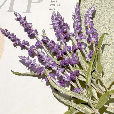 小意思干花压花标本滴胶花材