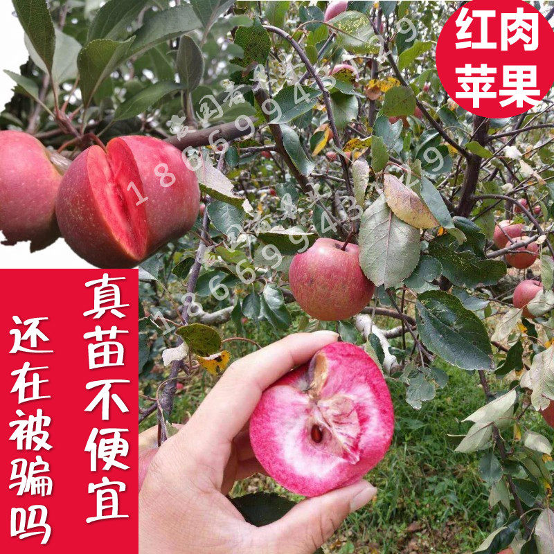 红肉红色之爱苹果树苗红心红肉