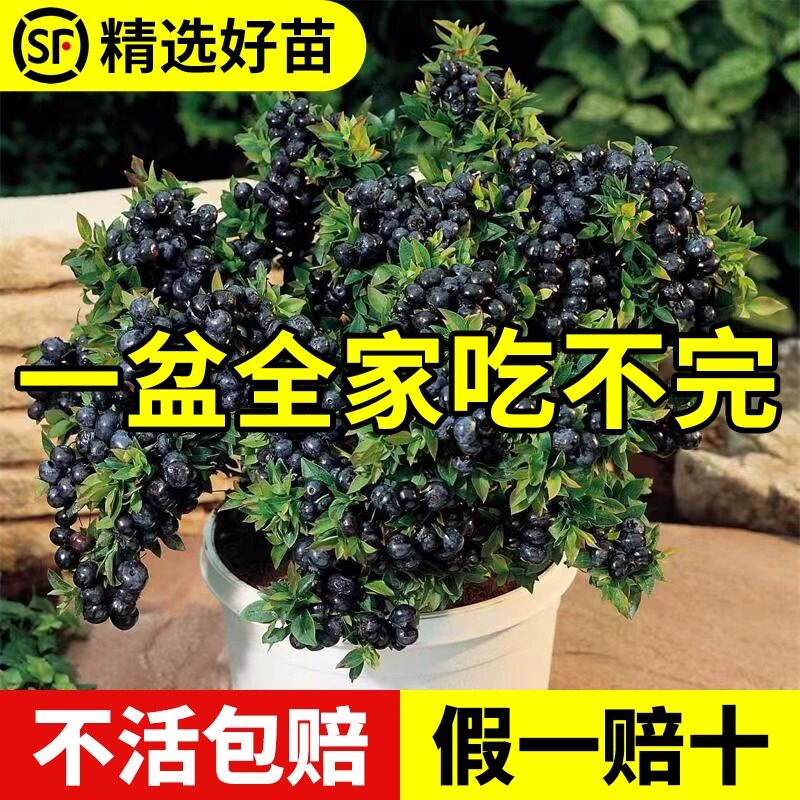 蓝莓树果苗南方北方种植盆栽带土果树种植苗兔大果奥尼尔蓝莓苗