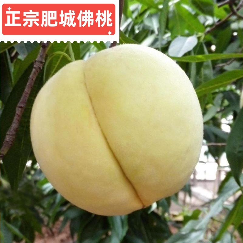 正宗肥城桃佛桃山东特产寿桃软桃桃