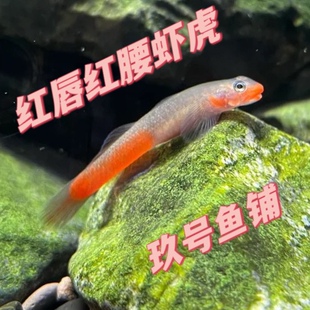 红唇红腰虾虎红腰枝桠乔氏黄瓜虾虎东南亚进口枝桠虾虎