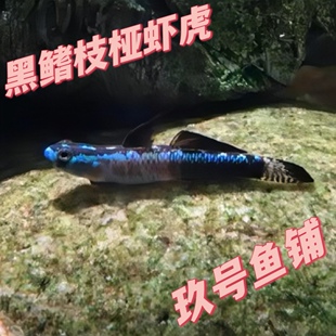 黑鳍枝桠虾虎黑鳍虾虎黑鳍枝丫黑旗枝桠黑金枝桠虾虎绿绿翡翠枝桠