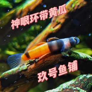 神眼环带枝桠神眼虾虎神眼黄瓜虾虎斑眼环带枝桠斑眼虾虎