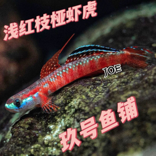 浅红枝桠虾虎裕红枝桠虾虎橘红枝桠虾虎三红小型鱼淡水鱼观赏鱼