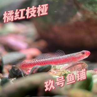 橘红枝桠虾虎小型枝桠浅红枝桠虾虎裕红枝桠虾虎三红枝桠虾虎漂亮