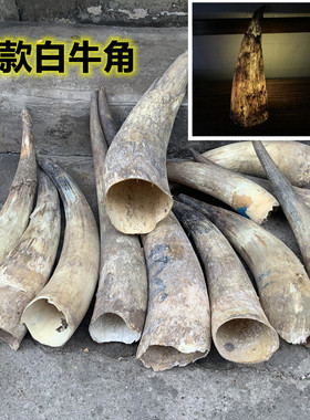包邮非洲薄款白牛角毛料站筒工艺家居办公饰品牛角摆件可做灯罩