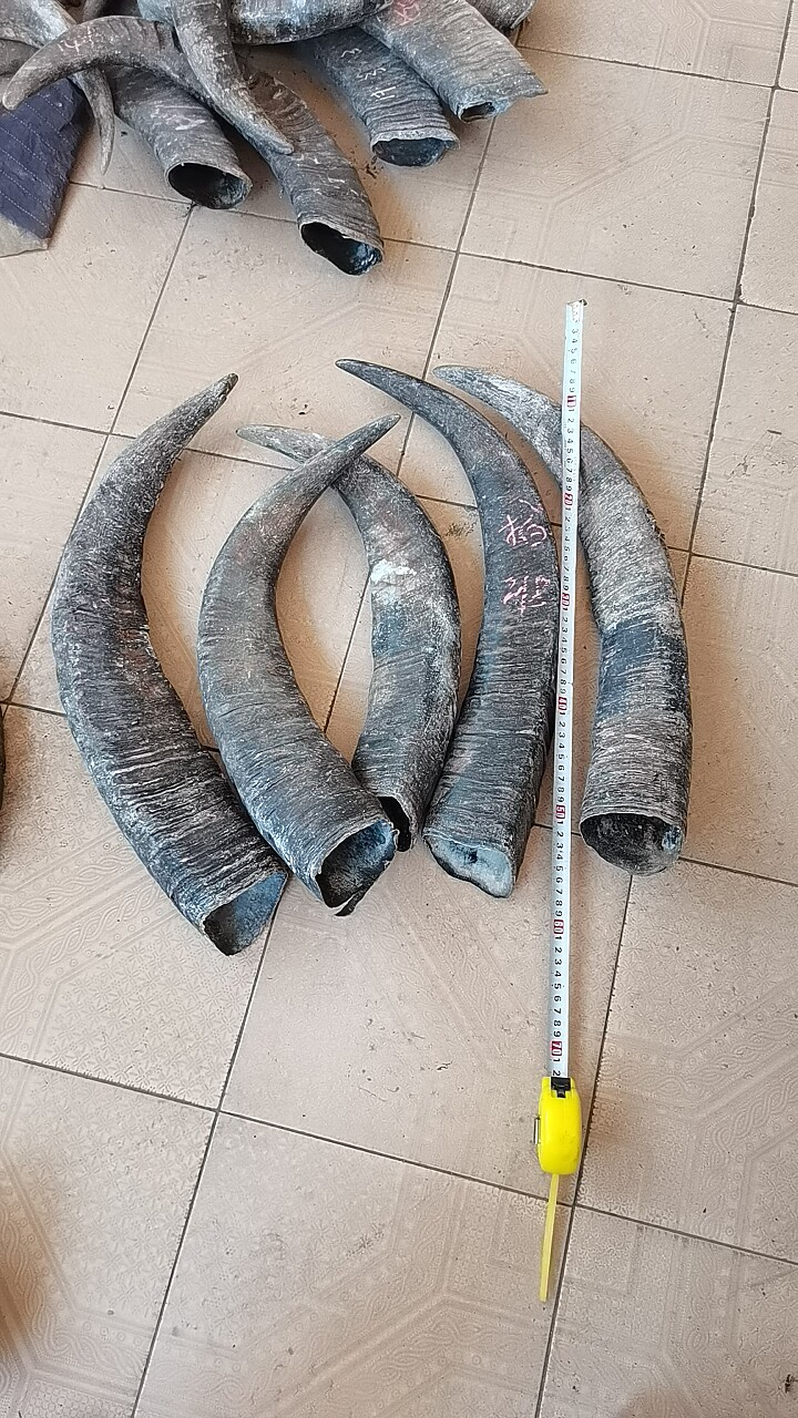 长版黑水牛角牦料工艺水牛角摆件桌面摆件