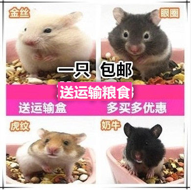 金丝熊活物已打疫苗米熊活体仓鼠虎纹眼圈熊金丝熊公婆奶茶包活 - 封面