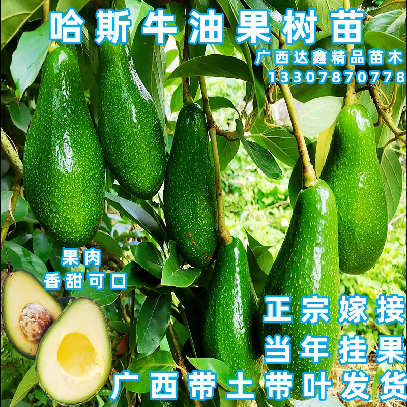 海南牛油果苗嫁接哈斯牛油果树苗南北方四季盆栽地裁当年开花挂果