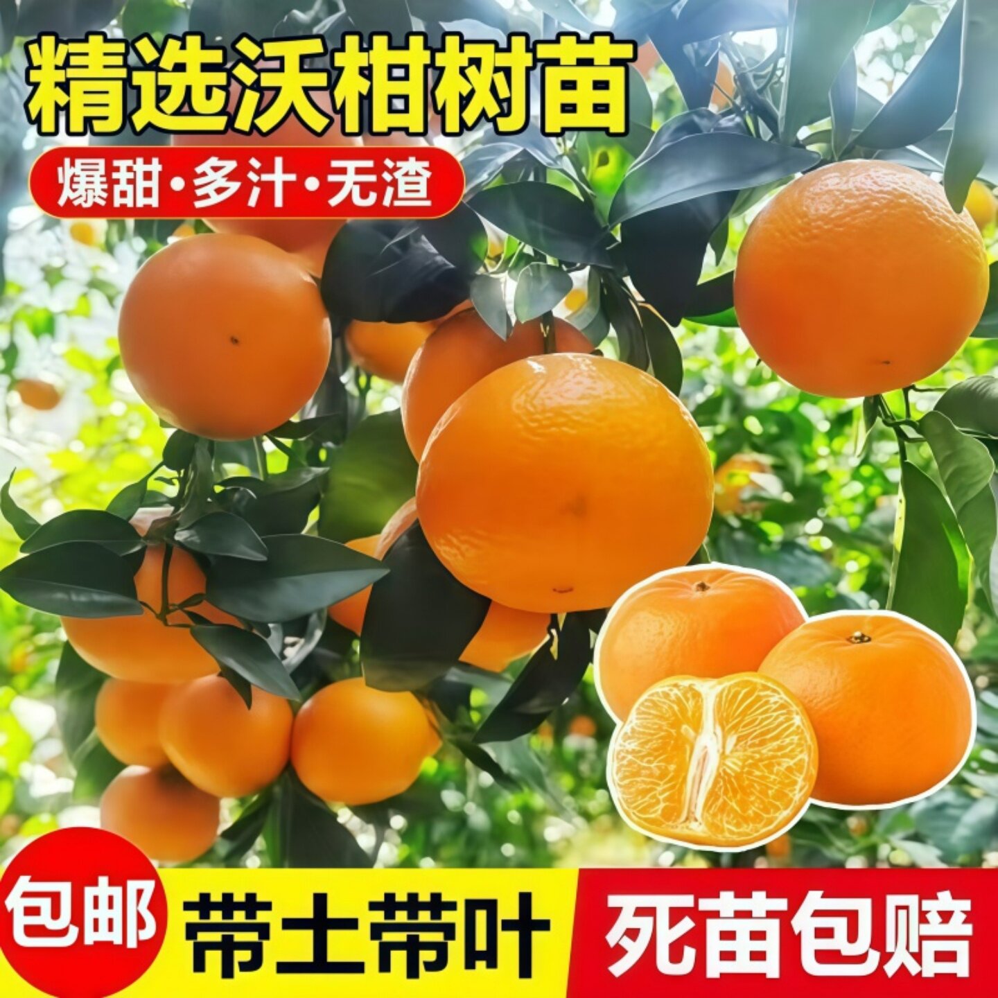 橘子树苗嫁接沃柑皇帝橘耙耙柑苗